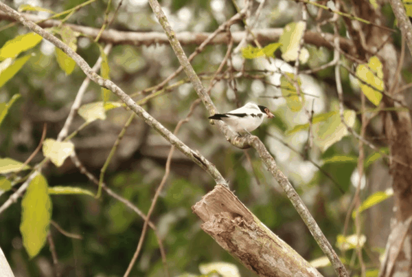 Masked tityra
