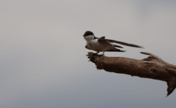 White-winged swallow
