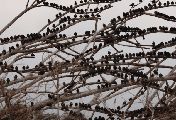 Purple martin