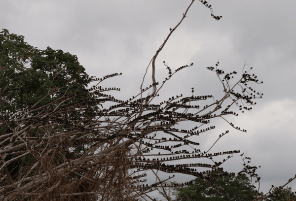 Purple martin