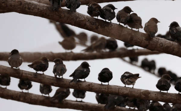 Purple martin