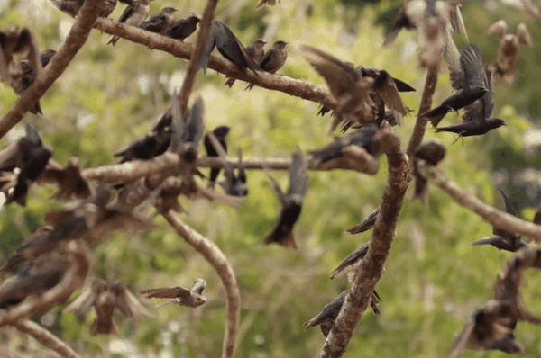 Gray-breasted martin