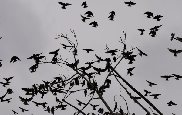 Gray-breasted martin