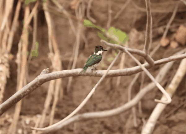 Green kingfisher