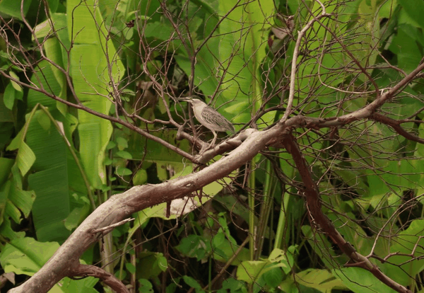 Striated heron