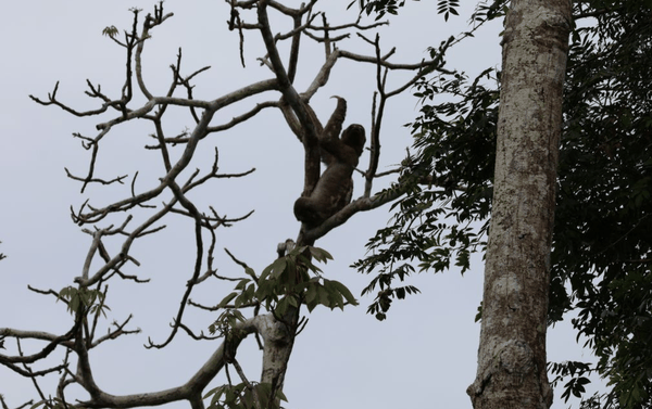 Brown-throated three-toed sloth