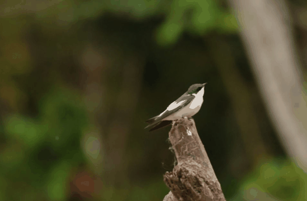 White-winged swallow