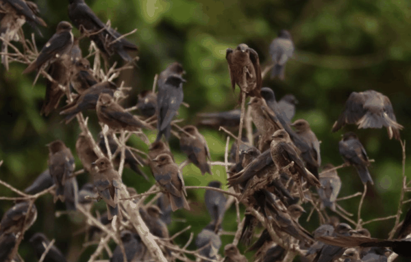 Gray-breasted martin