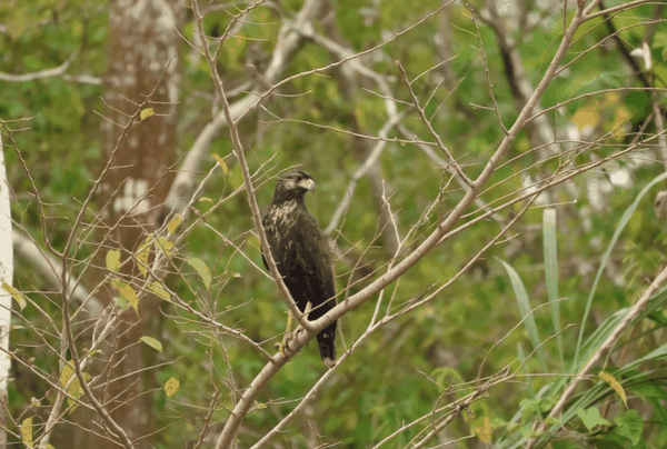Snail kite