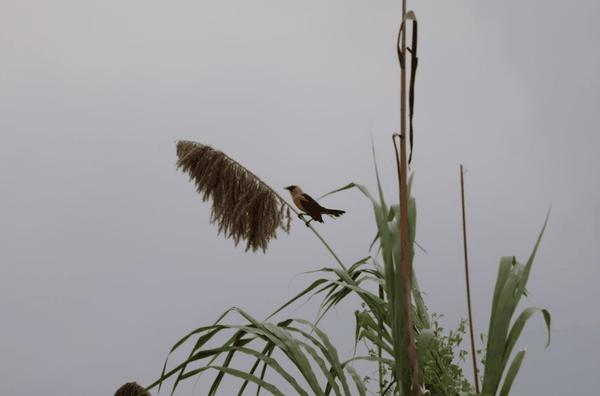 Oriole blackbird