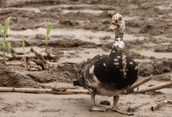 Muscovy duck