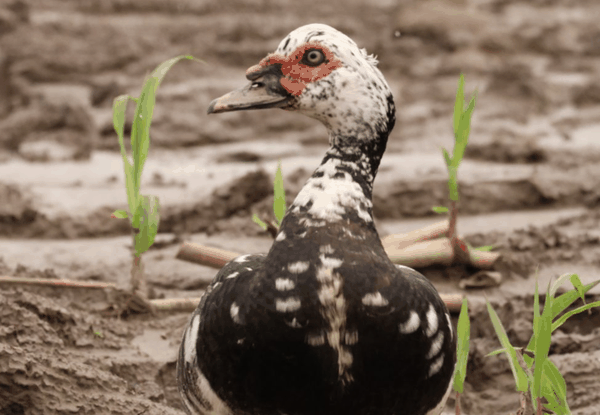 Muscovy duck