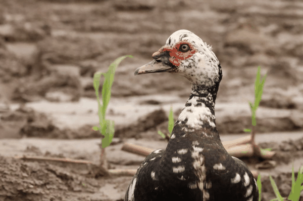 Muscovy duck