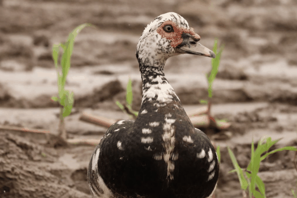 Muscovy duck