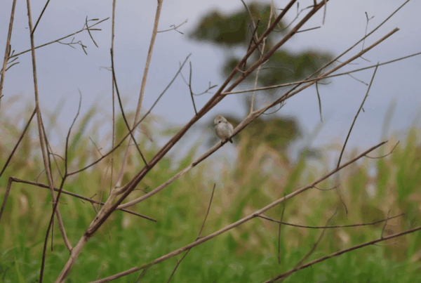 White-headed marsh tyrant