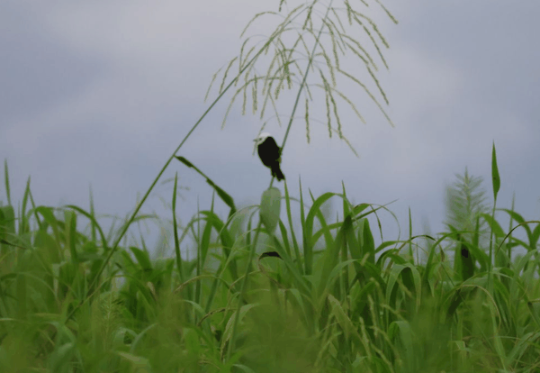 White-headed marsh tyrant