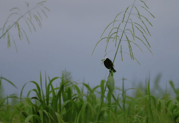 White-headed marsh tyrant