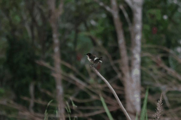 White-headed marsh tyrant