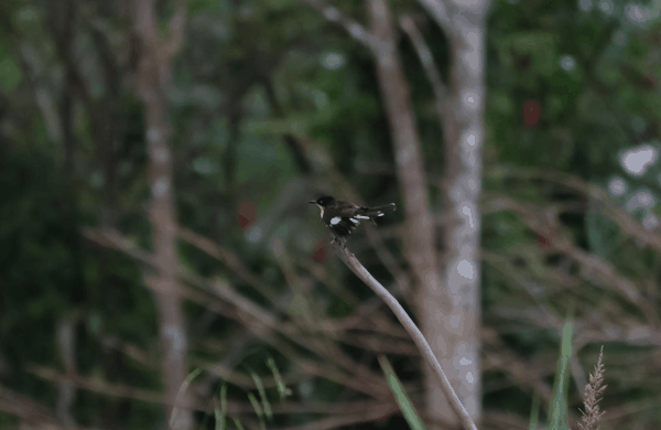 White-headed marsh tyrant