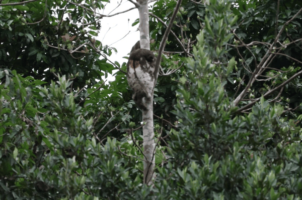 Titi monkey