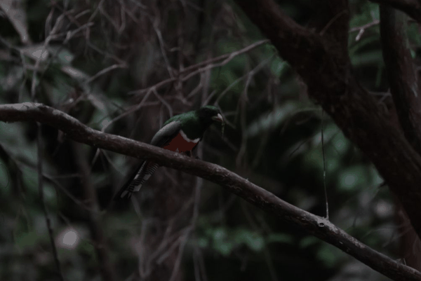 Collared trogon
