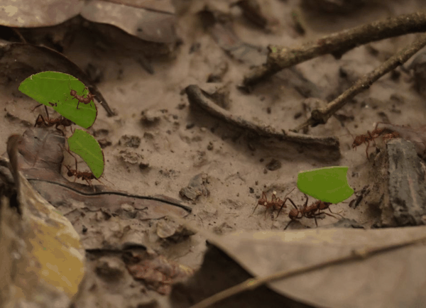 Leafcutter ant