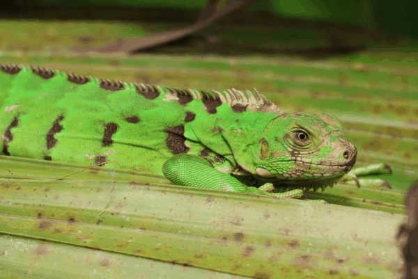 Green iguana