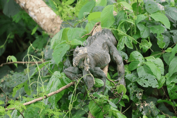 Green iguana