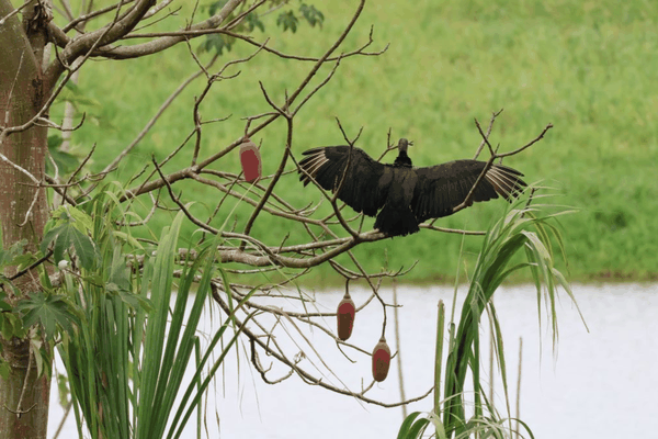 Black vulture