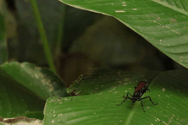 Tarantula hawk wasp