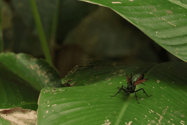 Tarantula hawk wasp