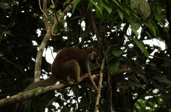 Squirrel monkey