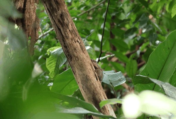 Pygmy marmoset