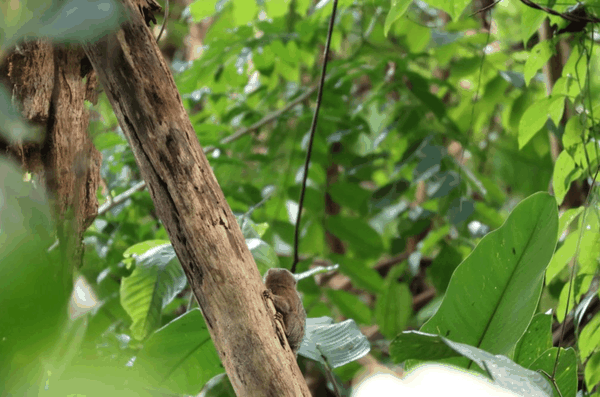 Pygmy marmoset
