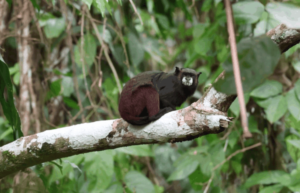 Black-mantled tamarin