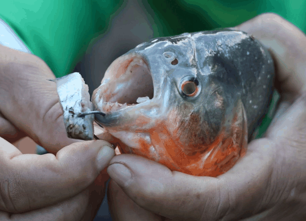 Red-bellied piranha