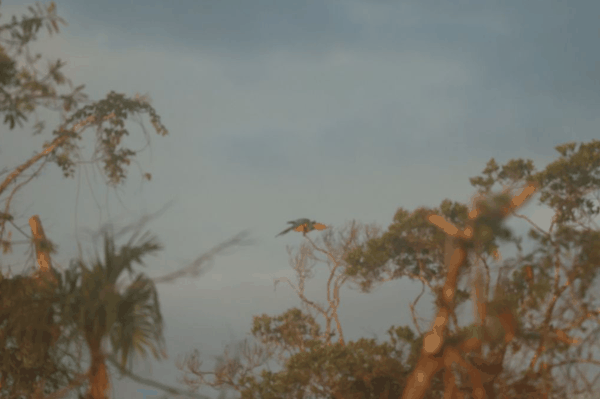 Red-bellied macaw