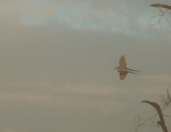 Red-bellied macaw