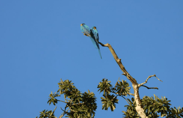 Red-bellied macaw