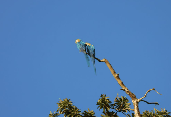 Red-bellied macaw