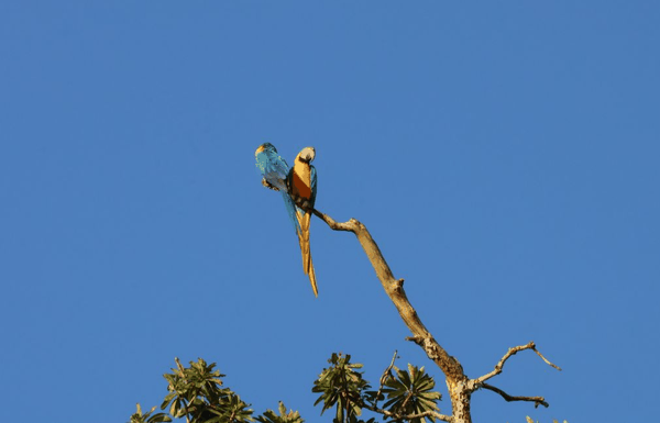 Blue-and-yellow macaw