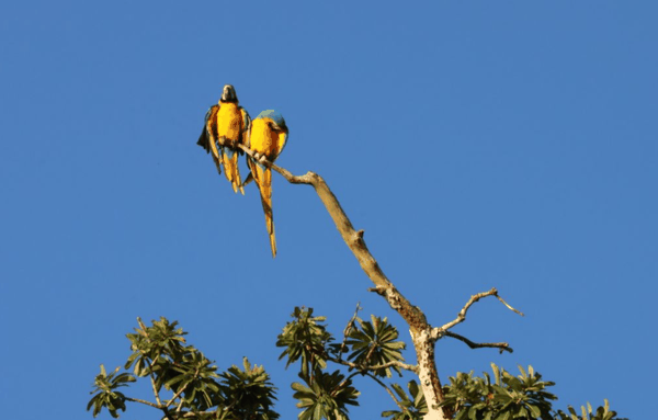 Blue-and-yellow macaw