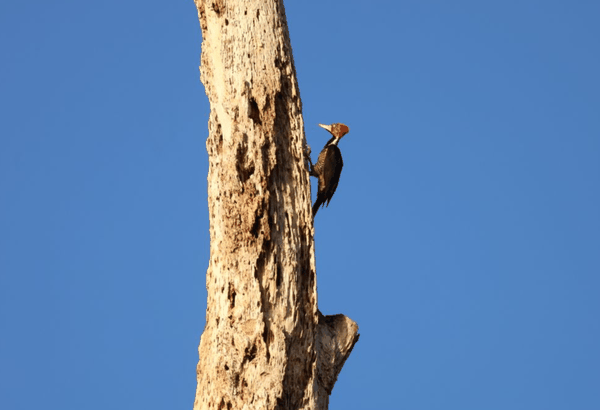 Crimson-crested woodpecker