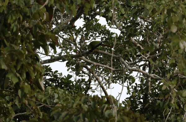 Amazonian motmot
