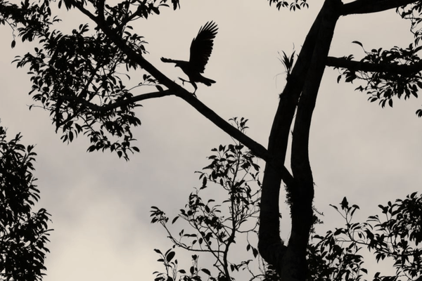 Roadside hawk