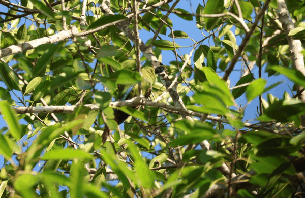 Chestnut-fronted macaw