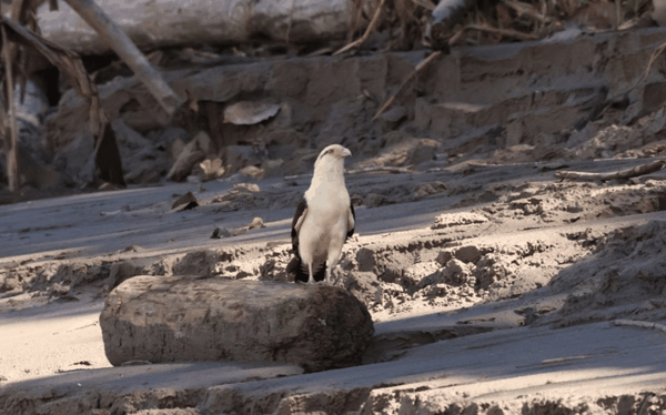 Yellow-headed caracara