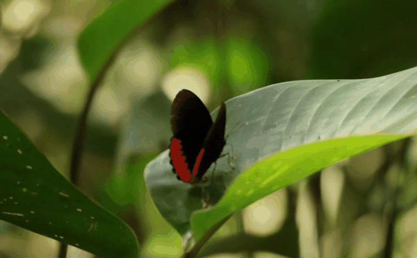 Cattleheart butterfly