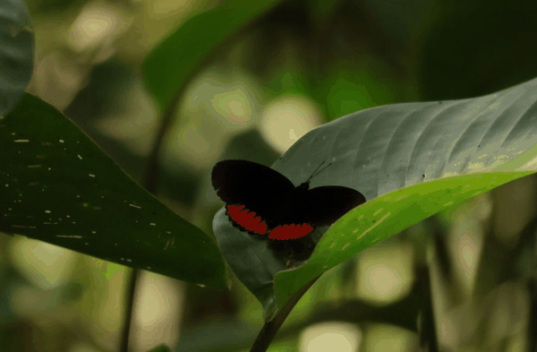 Cattleheart butterfly