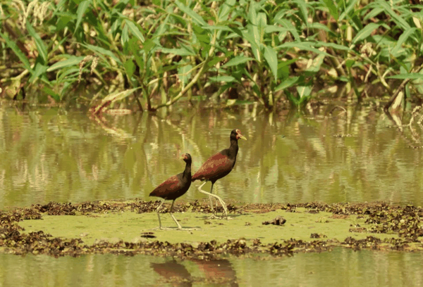 Wattled jacana